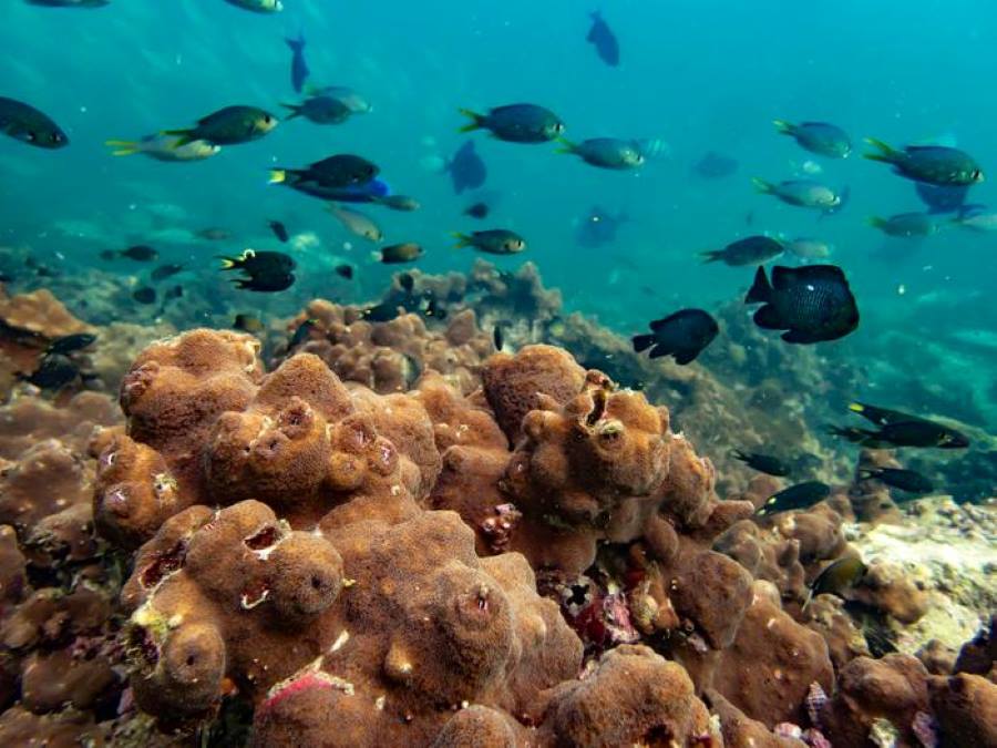 Some coral reef fish show adaptability to rising temperatures, study finds 1 Image: Corals, coral reef fish