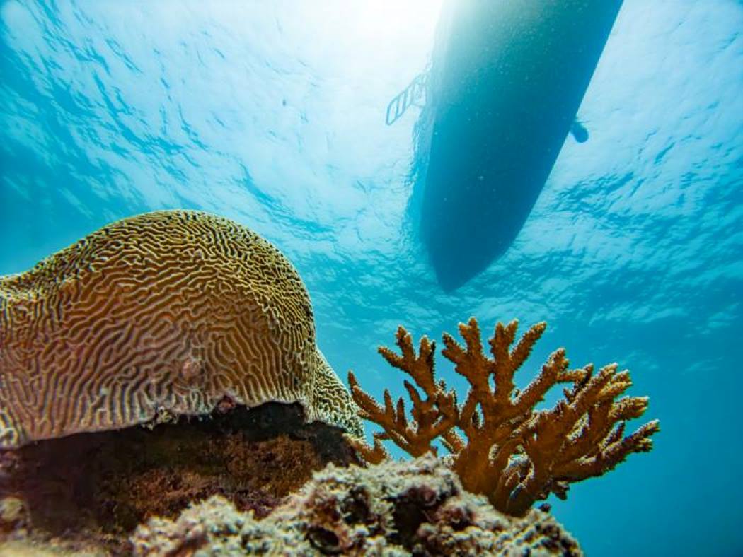 Some coral reef fish show adaptability to rising temperatures, study finds
