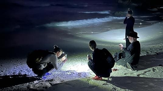 Image: Studying red crabs on Christmas Island