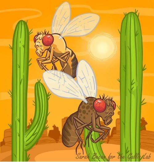 Image: Drosophila, Art (s. flies, insects, climate change, temperature)