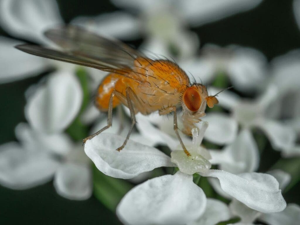 Image: Macro Shot of a Fruit Fly on a White Flower (s. flies, insects, climate, temperature)