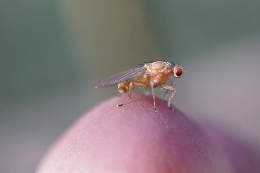 Image: Drosophila (s. flies, insects, climate change, temperature) 