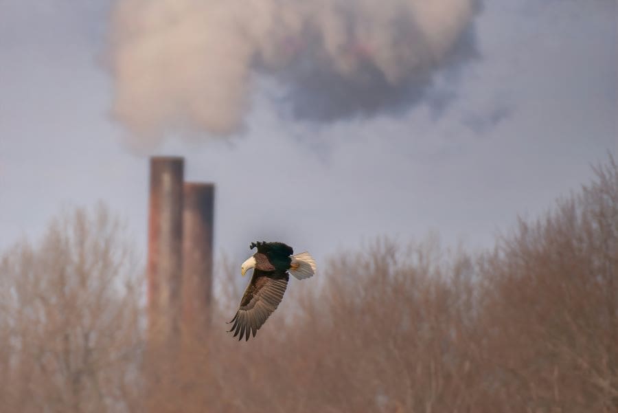 Image: An eagle flying in front of a smoke stack (s. fossil fuels, biodiversity)