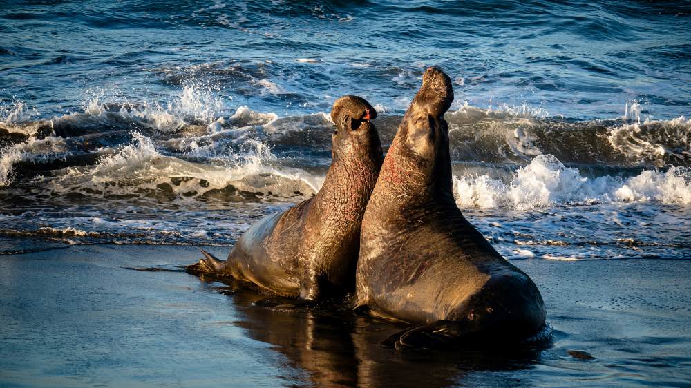 Image: Elephant Seals fighting in the breeding season