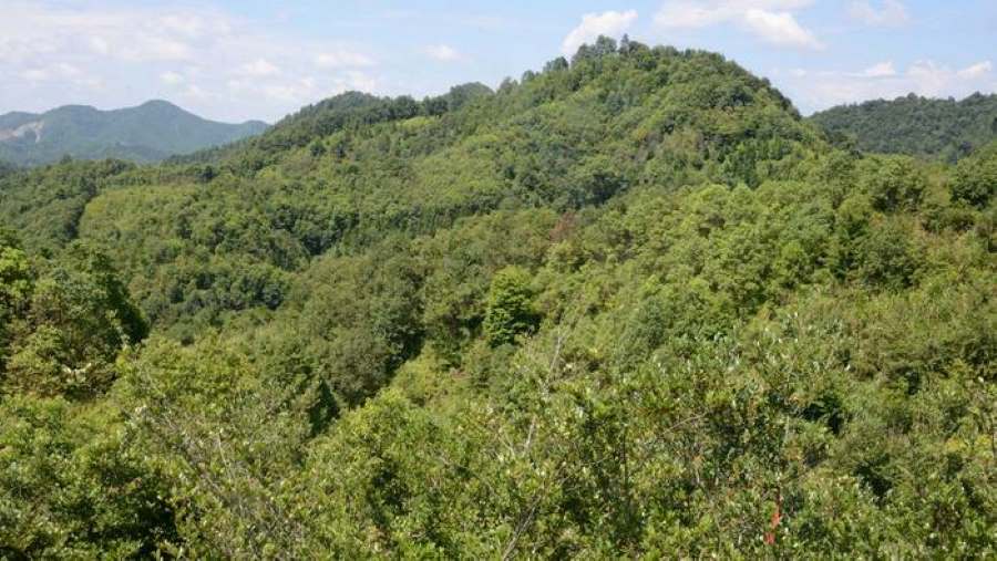 Image: Forest (s. science, climate)