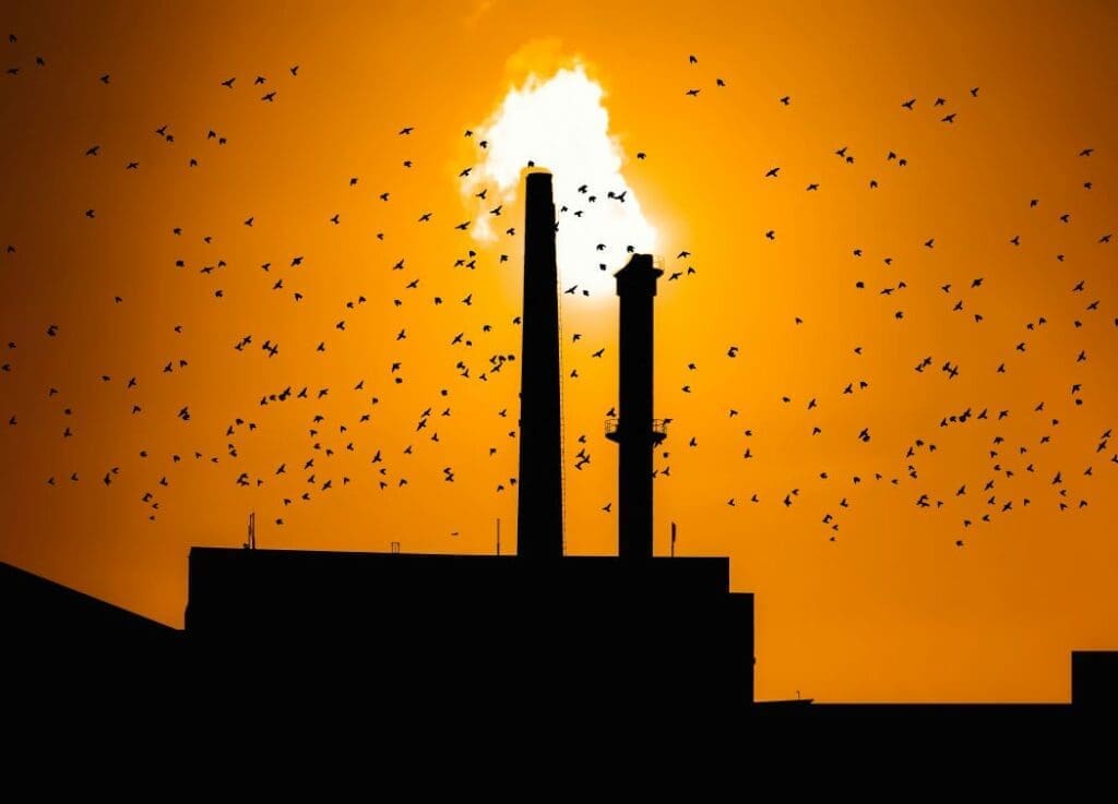 Fossil fuels drive crises threatening life and biodiversity Image: Smoke, Birds, Pollution, Sunset (s. fossil fuels, biodiversity)