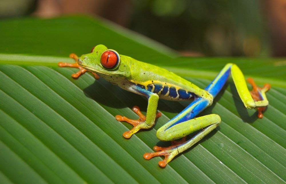 Image: Frog (s. science, climate)