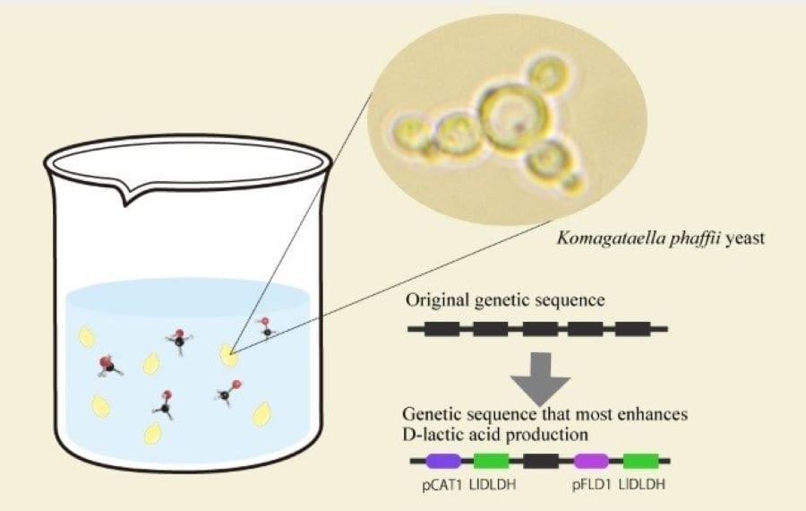 Image: Green efficient D-lactic acid production with the methanol-utilizing Komagataella phaffii yeast (s. research, climate)