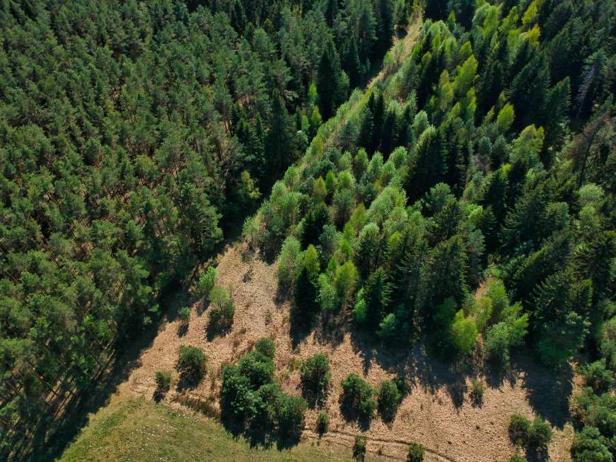 Image: High angle shot of a beautiful green landscape with trees (s. climate, forest, science)