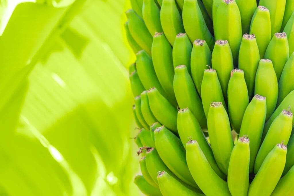Climate change puts banana exports at risk Image: Green bananas on a palm (s. banana exports, climate change)