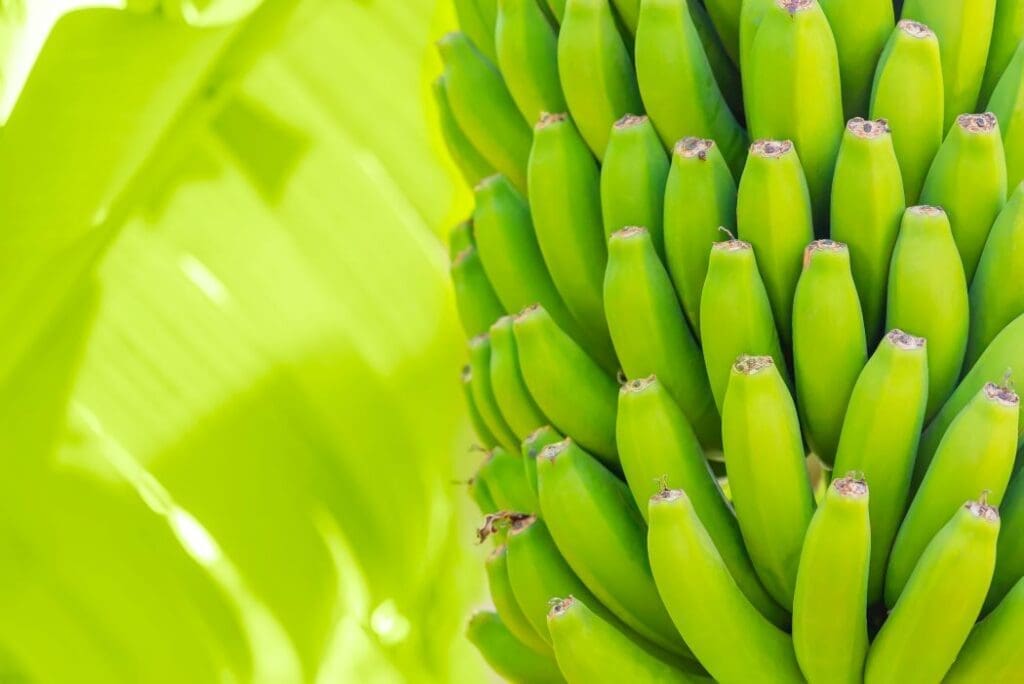 Image: Green bananas on a palm (s. banana exports, climate change)