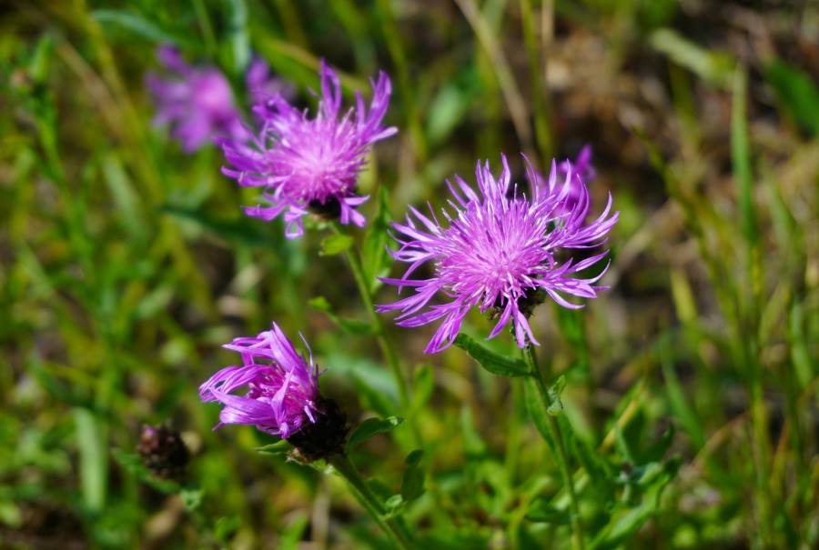 Image: Invasive knapweed (s. plants, climate change)