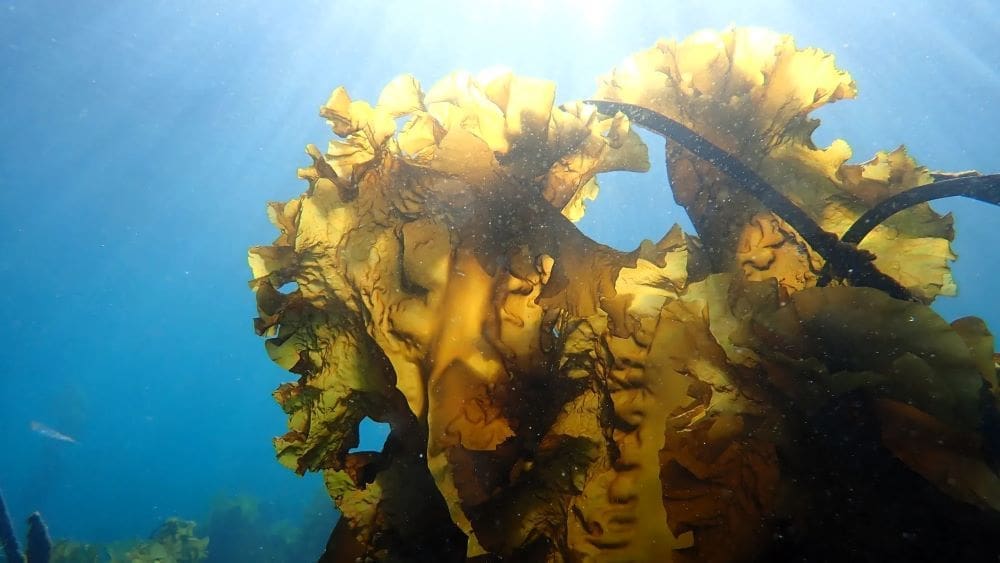 Image: Saccharina latissima (kelp) (s. kelp forest, melting glaciers, Arctic)