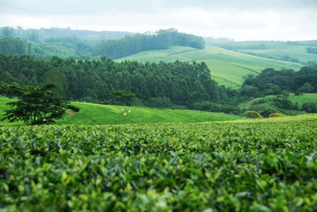 Denmark can learn from Malawi: How trees support health, economy, and climate Image: Malawi, Africa (s. Denmark, reforestation, climate trees)