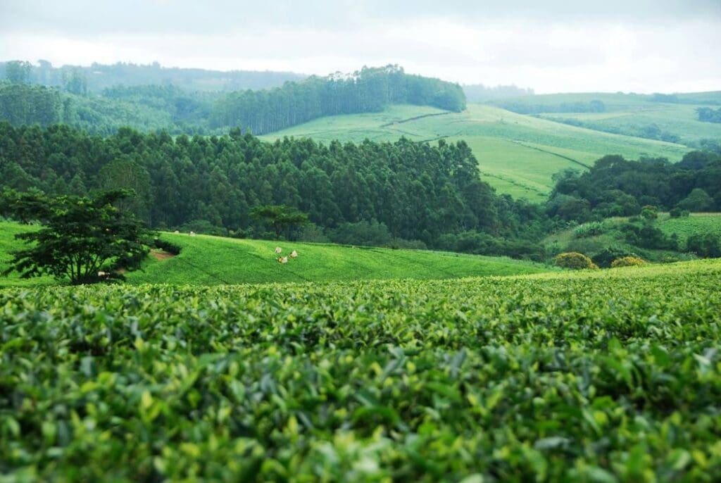 Image: Malawi, Africa (s. Denmark, reforestation, climate trees)