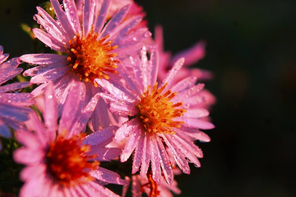 Helping native plants survive climate change safely Image: New England Aster (s. plants, climate change)