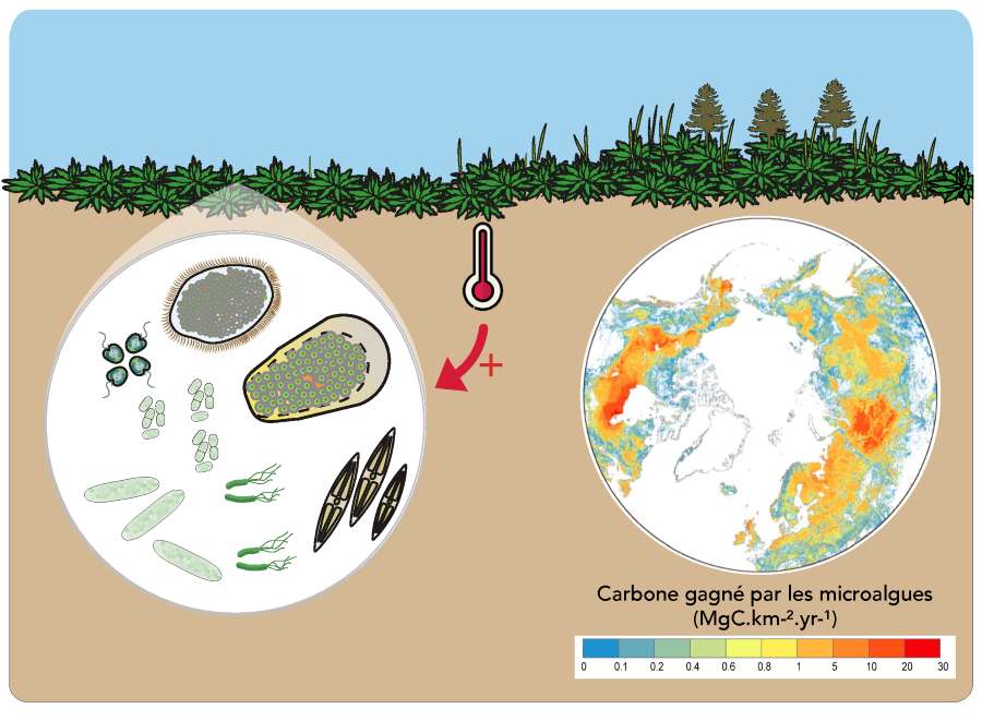 Image: Peatlands host a wide variety of microalgae capable of absorbing carbon from the atmosphere