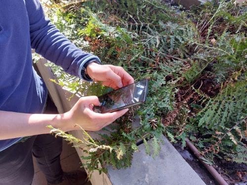 Image: Photographing a Jersey tiger moth (s. science)