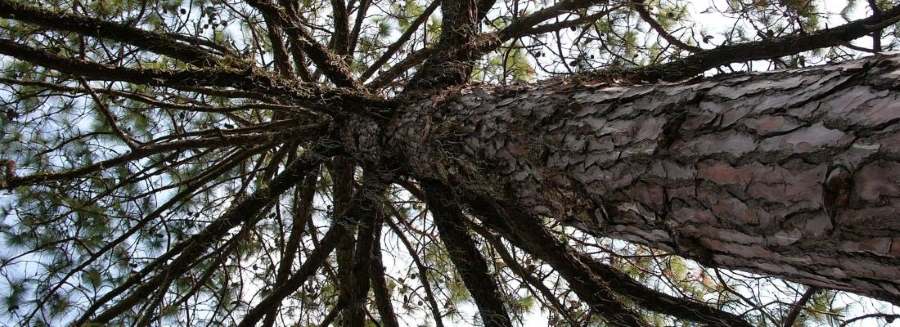 Image: Pine tree (s . climate, science)