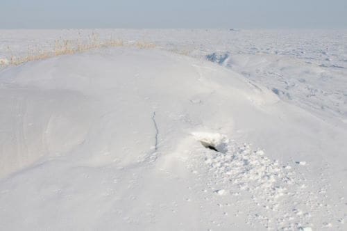 Image: A polar bear den in Alaska  (s. research, science, climate)