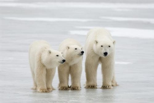 Image: Polar bears  (s. research, science, climate)