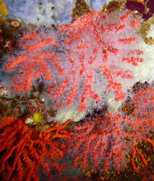 Image: Red coral, Medes Islands