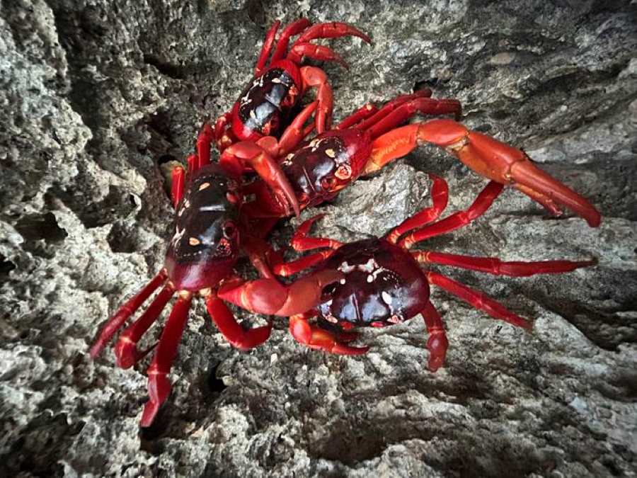 Image: Christmas Island red crabs