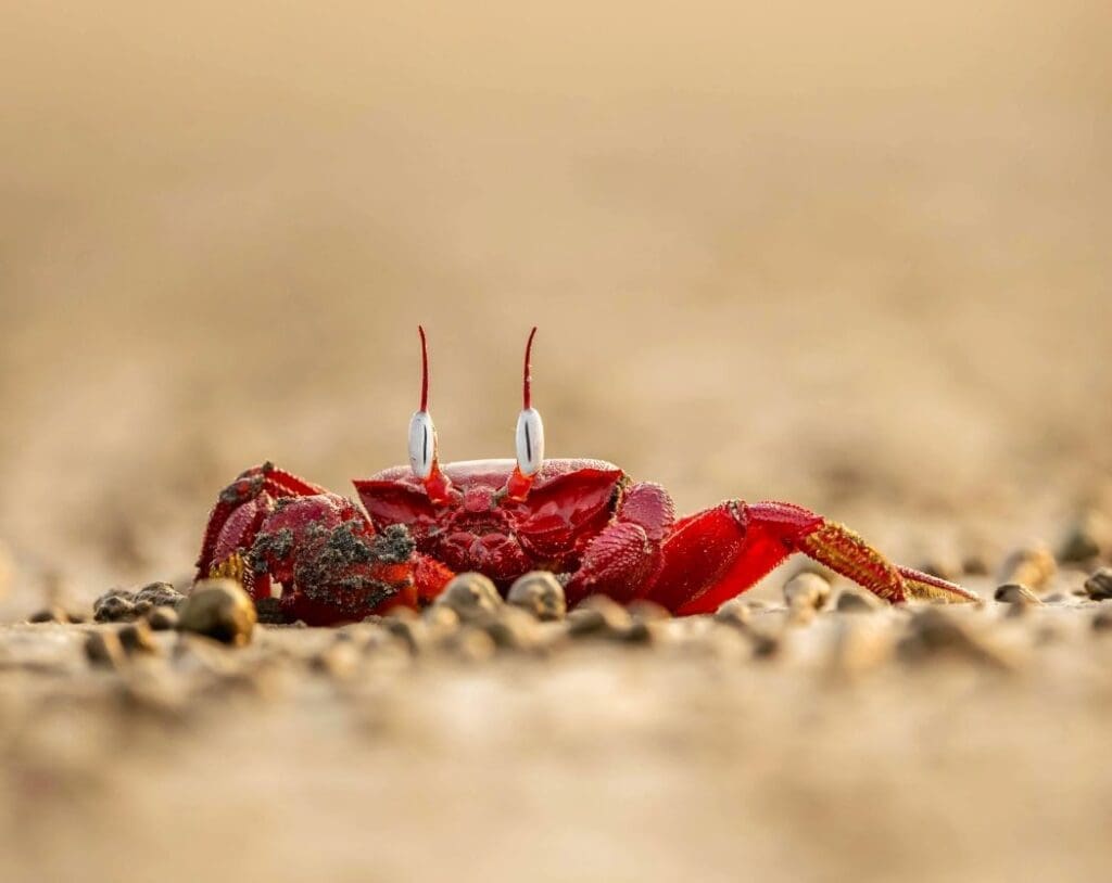 Christmas Island’s red crabs show resilience to salinity changes in early development Image: Macro Shot of a Red Crab