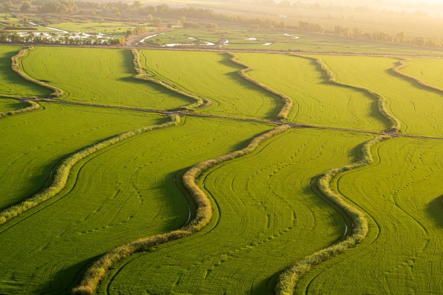 Vital habitat in California rice fields supports wildlife Image: Aerial image of rice fields (s. wildlife, habitat)
