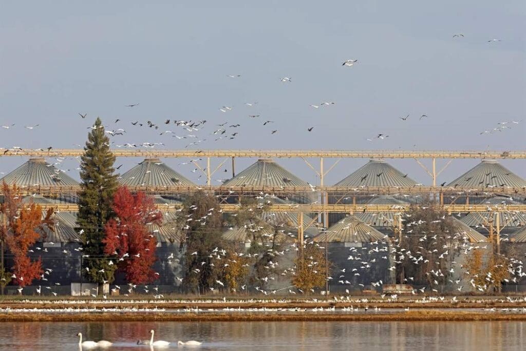 Vital habitat in California rice fields supports wildlife Image: Rice silos and birds
