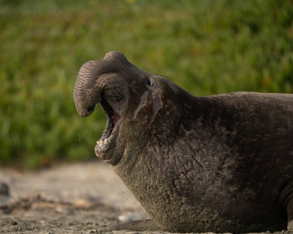 Image: Elephant seal