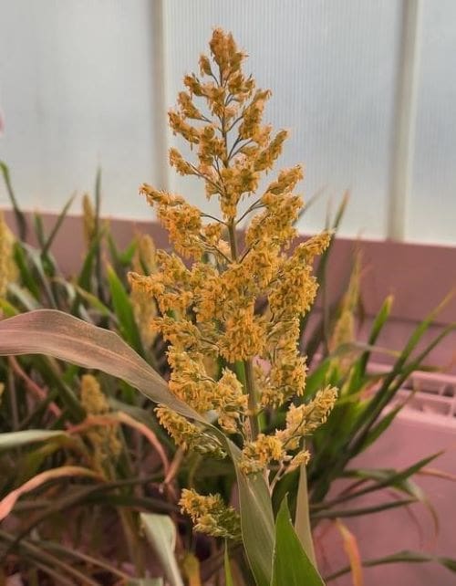 Image: Sorghum plant (s. science, climate)