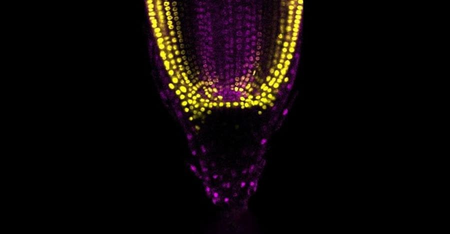 Image: Root meristem region of sorghum showing cell division (s. science)