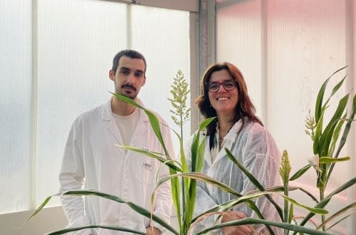 Image: (Left) Andrés Rico, first author of the study, (Right) Ana I. Caño-Delgado, who led the study (s. science)