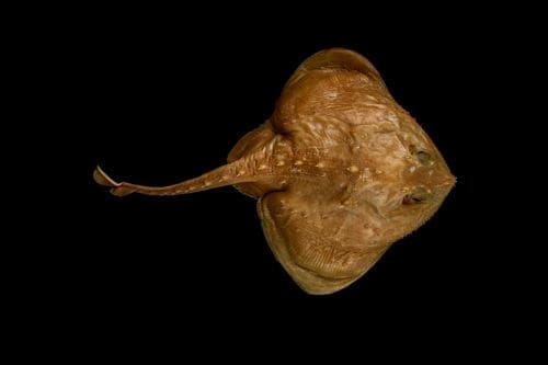 Climate Science Digest: March 19, 2025 Image: Thorny skates (s. climate, science)