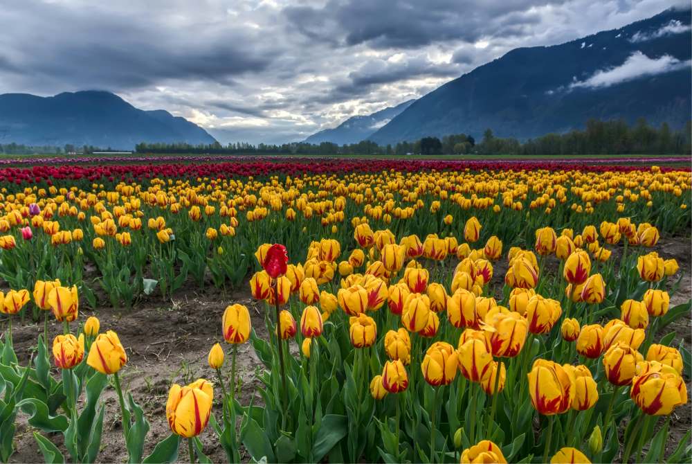 Image: Photo of field of yellow and red tulips, Canada