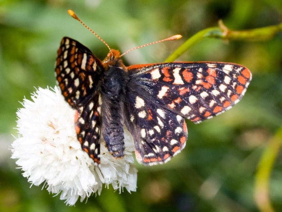 Image: Edith's Checkerspot on an American bistort inflorescence (s. Camille Parmesan, climate change)