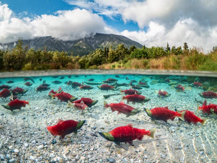 Image: Wild sockeye salmon in Bristol Bay, Alaska (s. climate resilience, Salmon strongholds)