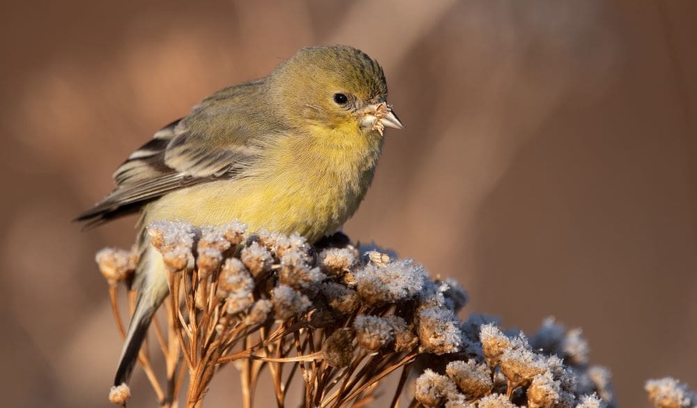 Image: Lesser Goldfinch (Spinus psaltria) (s. climate change)