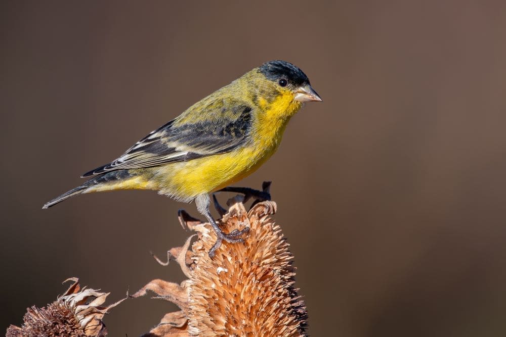 Lesser goldfinches expand northward as climate warms Image: Lesser Goldfinch