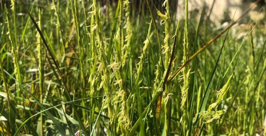 Rice genome study reveals keys to climate-resilient crops Image: Rice studied in the study (Oryza coarctata) (s. rice, climate resilient, crops)