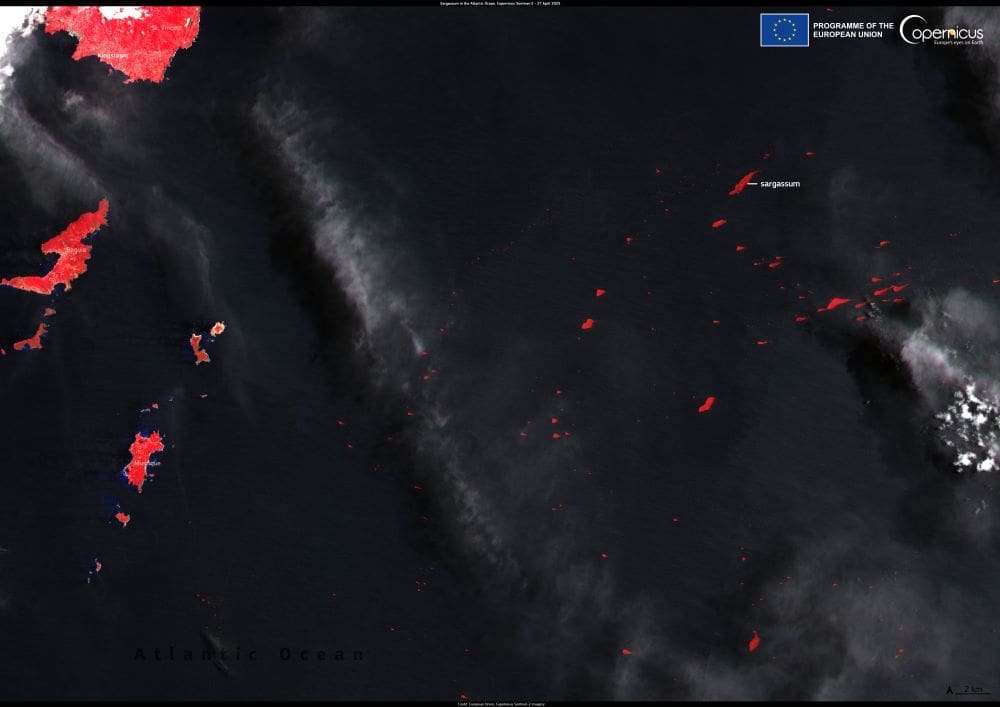 Image: This Copernicus Sentinel-2 image, acquired on 27 April 2025, shows sargassum floating in the Caribbean Sea near the Grenadine islands of Mustique and Bequia