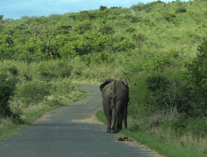 Image: African elephant walking along a road in Hluhluwe National Park, South Africa (s. climate, science)
