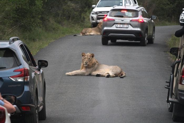 Image: African lions on a road, Hluhluwe National Park, South Africa (s. climate, science)