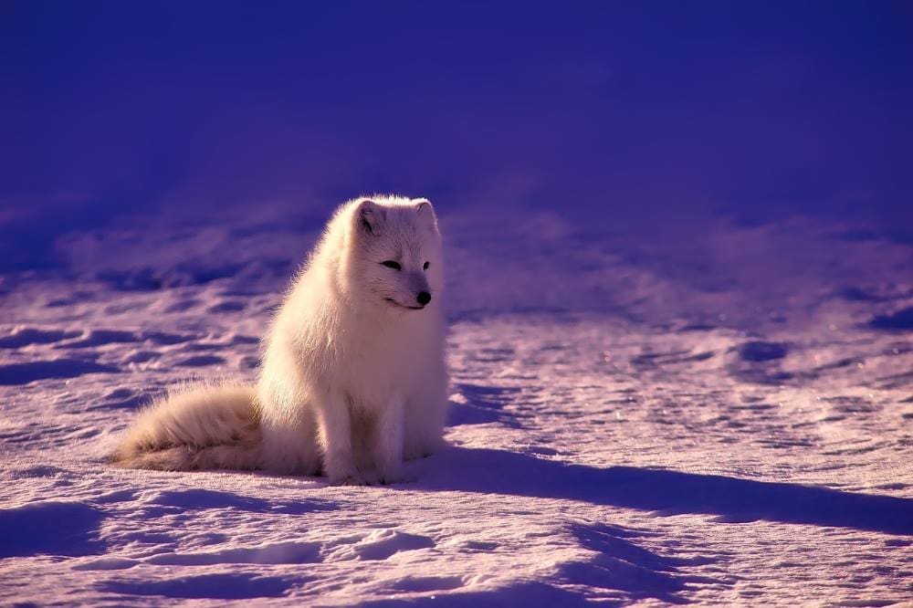 Thawing permafrost dots Siberia with rash of mounds Image: Arctic fox (s. permafrost, virus, bacteria)