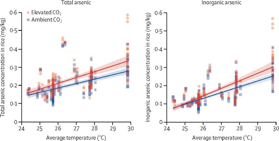 Image: Effect of seasonal average air temperature on arsenic concentrations in rice grain