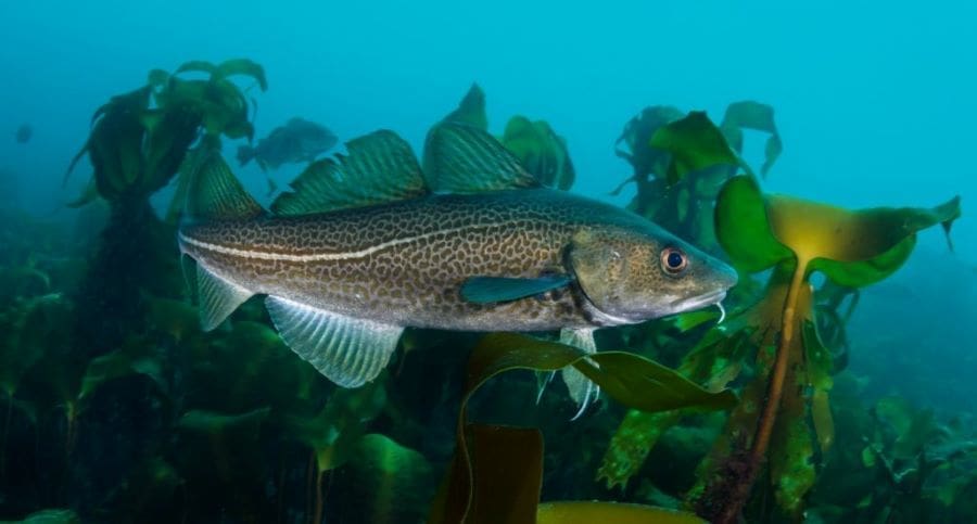 Climate Science Digest: April 29, 2025 Image: Atlantic cod (s. science, climate, Muser)