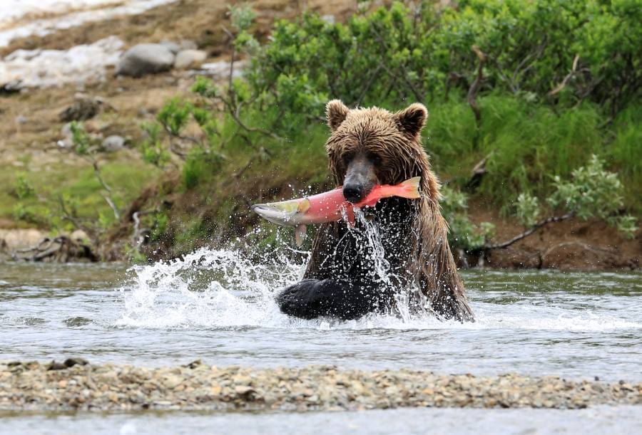 Image: Alaskan brown bear with Sockeye Salmon (s. climate resilience, Salmon strongholds, biodiversity)