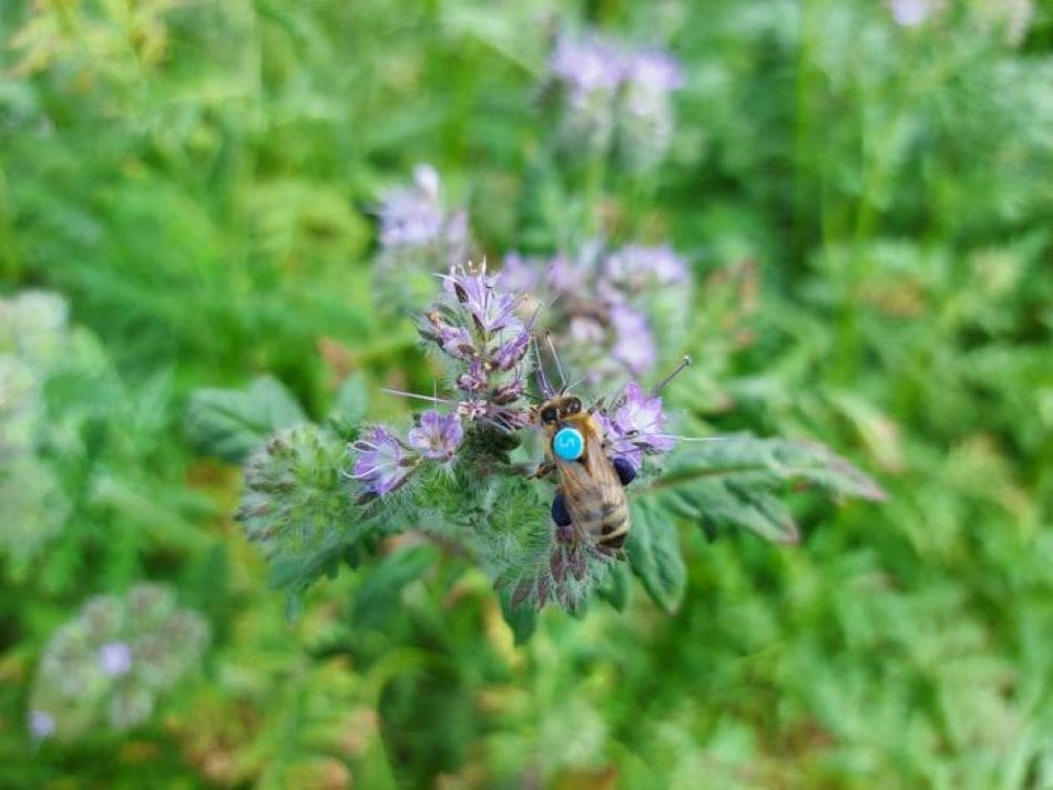 Image: Simulations predict how pesticides may affect honeybee colonies