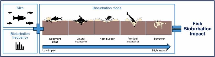 Image: Graphical abstract
